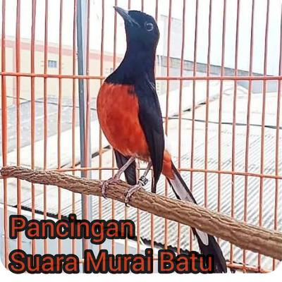 Pancingan Suara murai Batu's cover