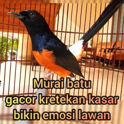 Murai Batu Gacor Kretekan Kasar Bikin Emosi Lawan's cover