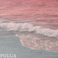 Pulga's avatar cover