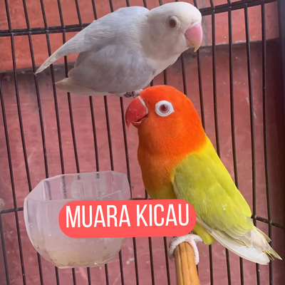 Muara Kicau's cover