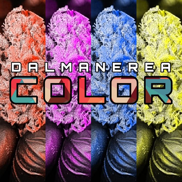 Dalmanerea's avatar image