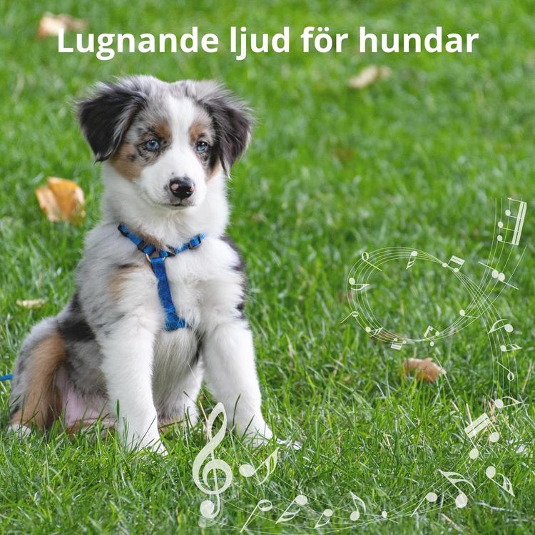 BS Lugn hund's avatar image