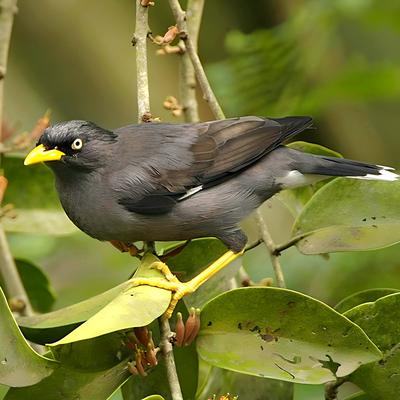 Burung Jalak Kebo's cover