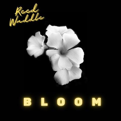 Bloom By Reed Waddle's cover