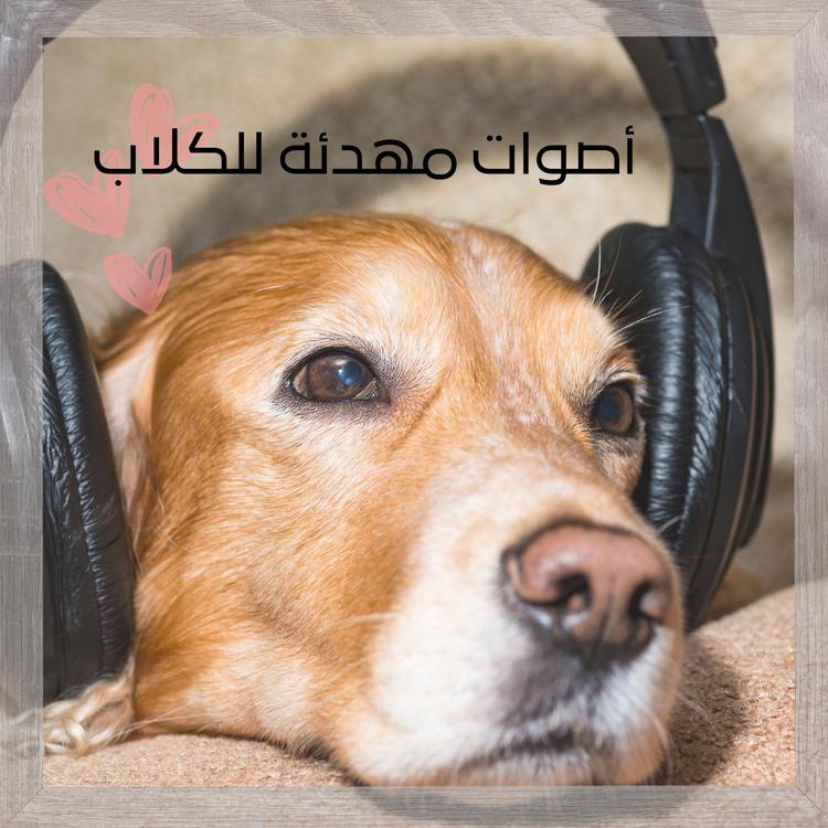 BS كلب هادئ's avatar image