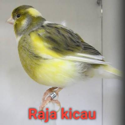 raja kicau's cover