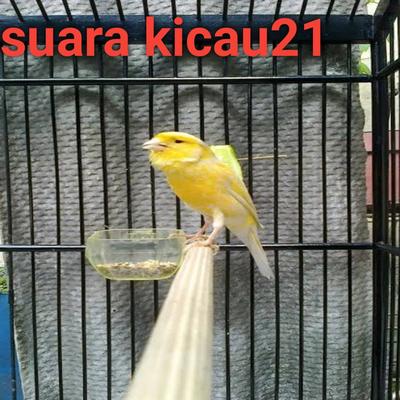 Suara kicau21's cover