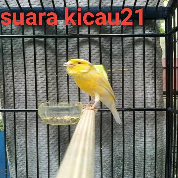 Suara kicau21's avatar image