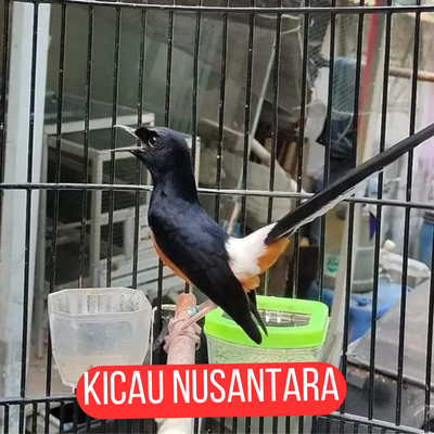 kicau nusantara's cover