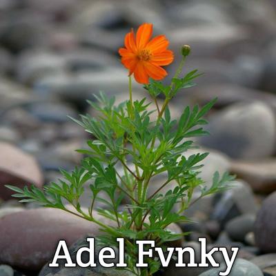 Adel Fvnky's cover