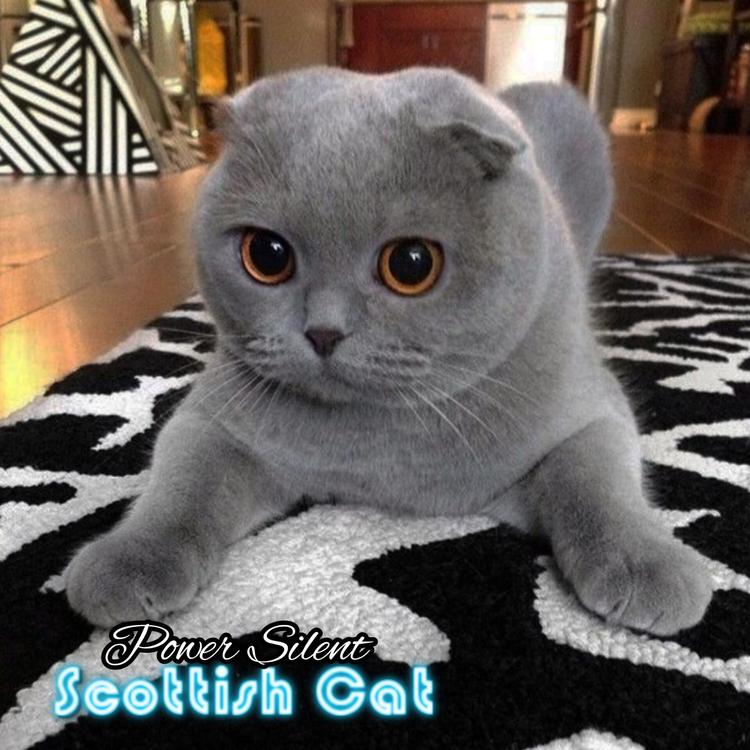Scottish Cat's avatar image