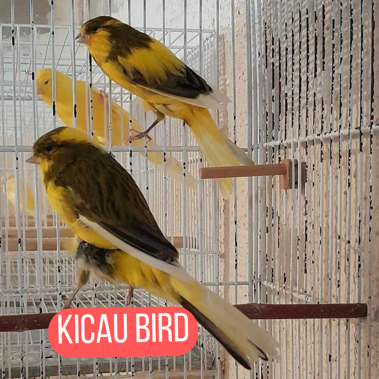 Kicau Bird's avatar image