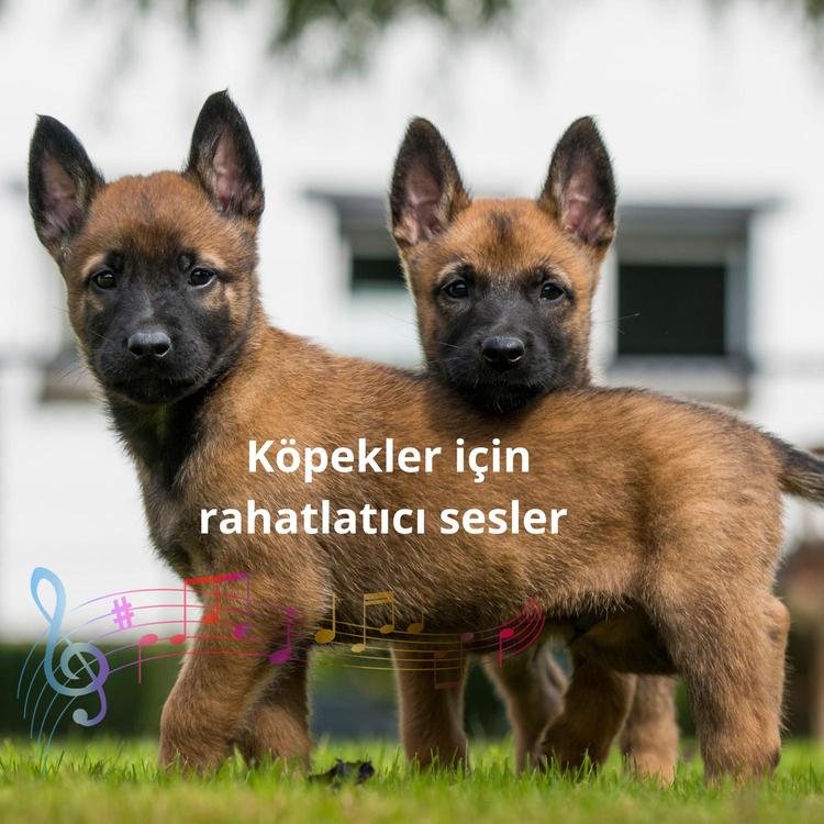 BS Sakin köpek's avatar image