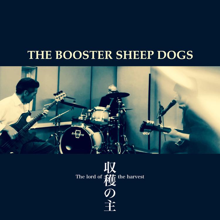 THE BOOSTER SHEEPDOGS's avatar image