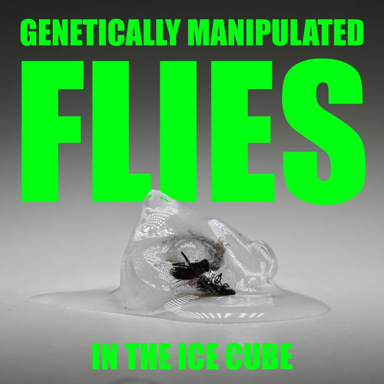 Genetically Manipulated Flies's avatar image