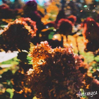 Hydrangea By Berezy, dxydream's cover
