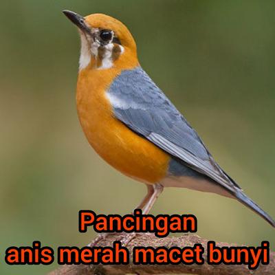 Pancingan Anis Merah Macet Bunyi's cover