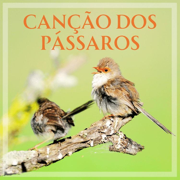 BS Sons da natureza's avatar image