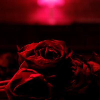 Roses's cover