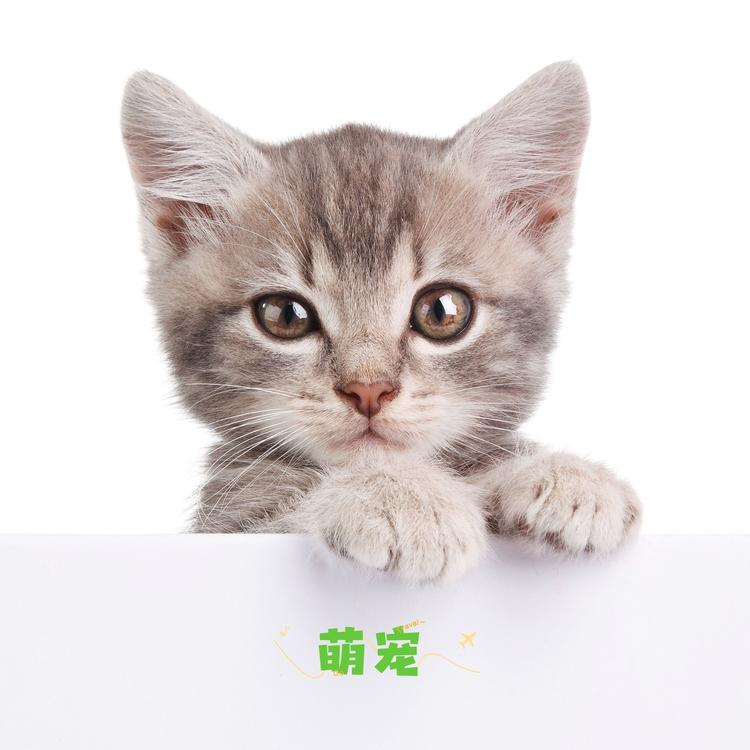 猫咪音乐's avatar image