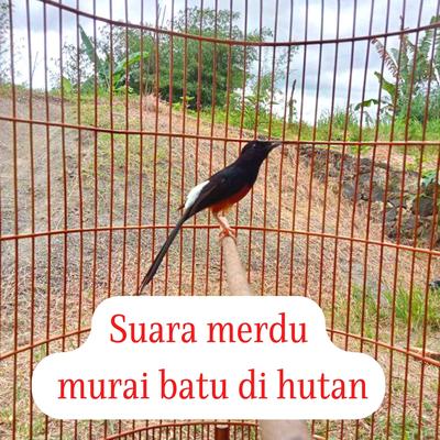 Suara Merdu Murai Batu Di Hutan's cover