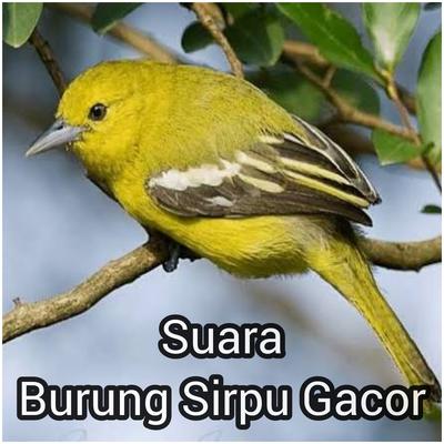 Suara burung sirpu gacor's cover