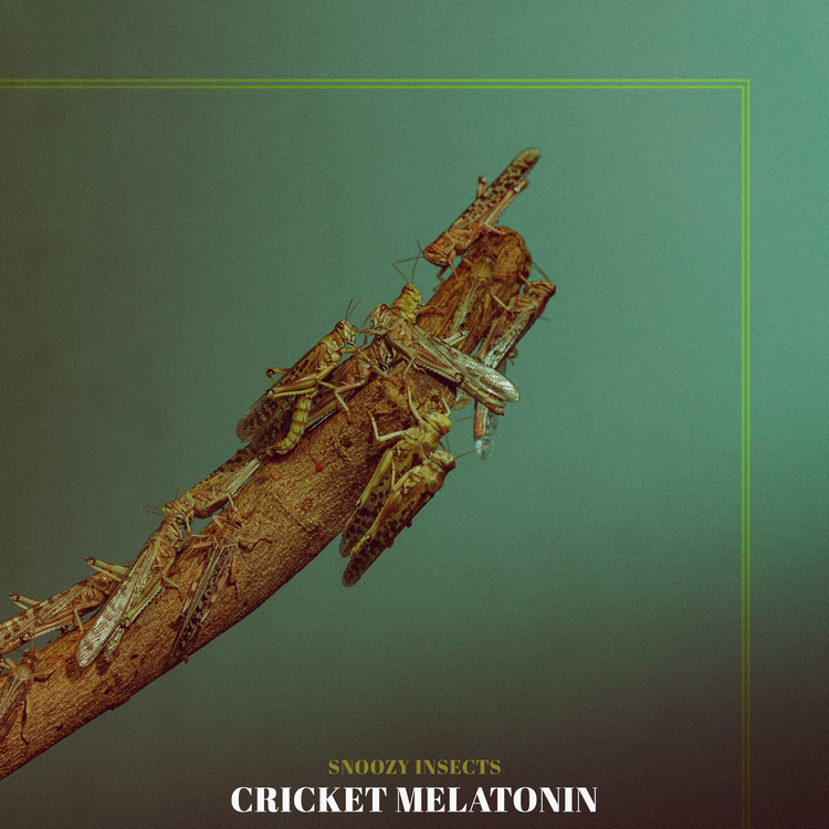 Cricket Melatonin's avatar image