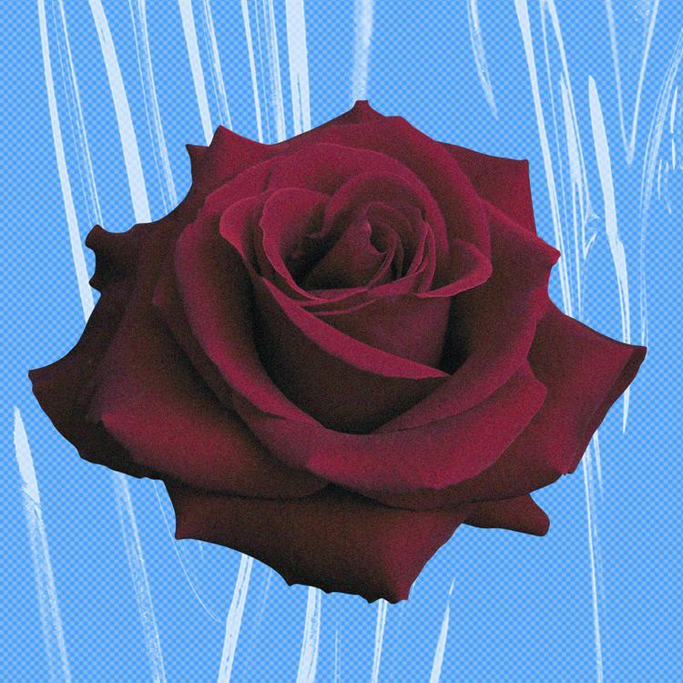 Bala Romantica's avatar image