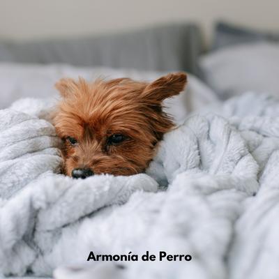 Armonía de Perro's cover