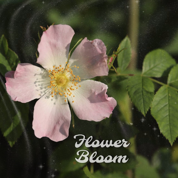 Flower bloom's avatar image