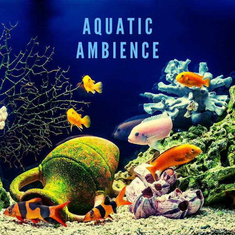 Aquatic Ambience's avatar image