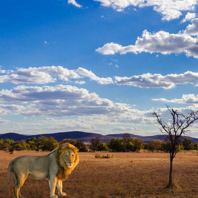 Under African Skies's cover