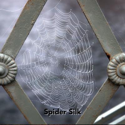 Spider Silk's cover