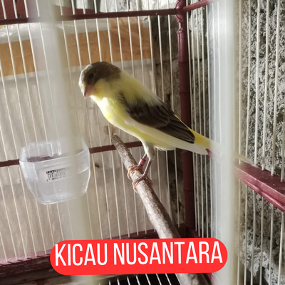 Kenari Super Dengan Isian Mewah's cover