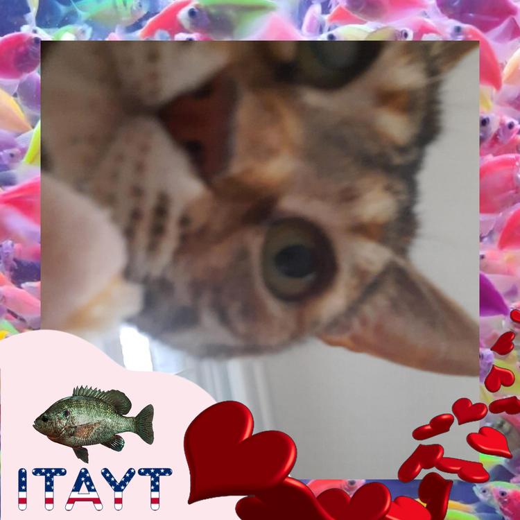 Itayt's avatar image