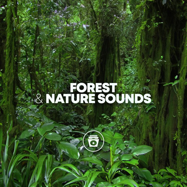 Sounds of Nature's avatar image
