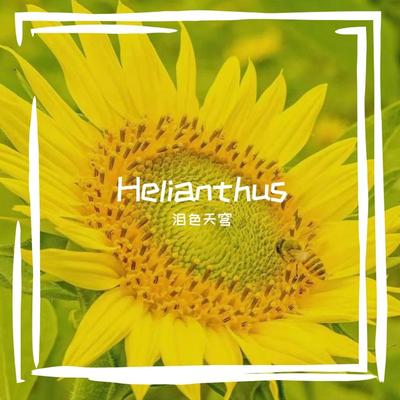Helianthus's cover