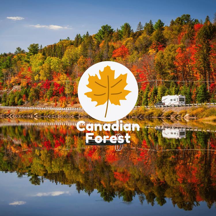 Canadian Forest's avatar image