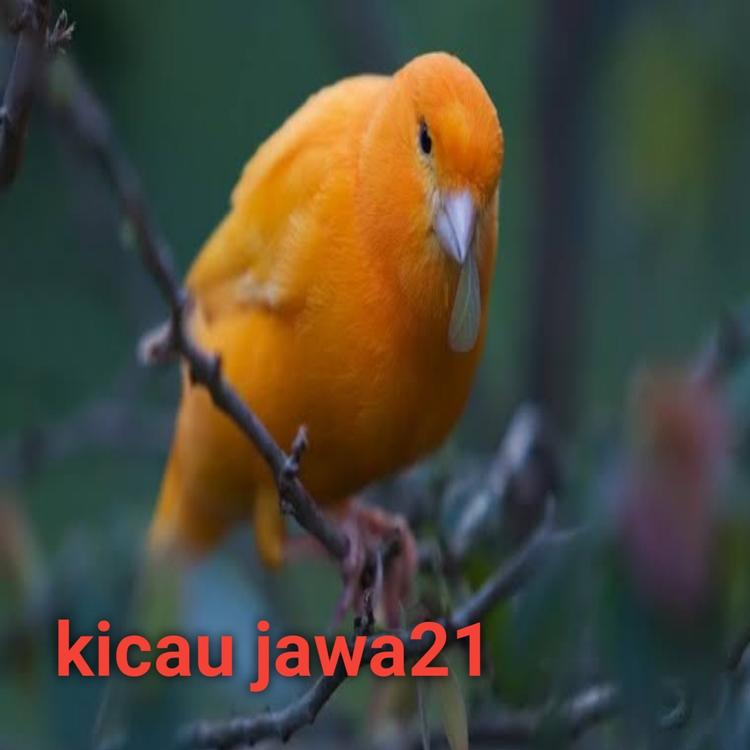 Kicau jawa21's avatar image