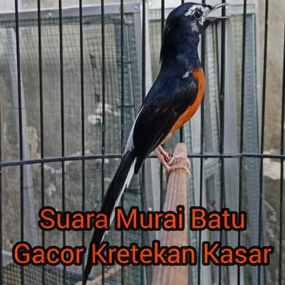 Suara Murai Batu Gacor Kretekan Kasar's cover