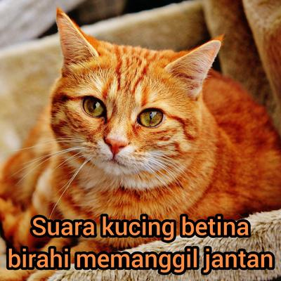 Suara Kucing Betina Birahi Memanggil Jantan (Remastered 2023)'s cover