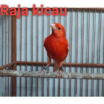 Suara Burung Kenari Cit Cuit Sampai Lemes Suara's cover