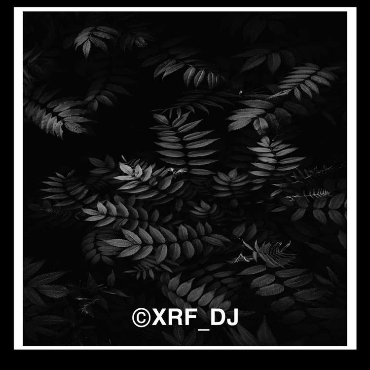 XRF DJ's avatar image